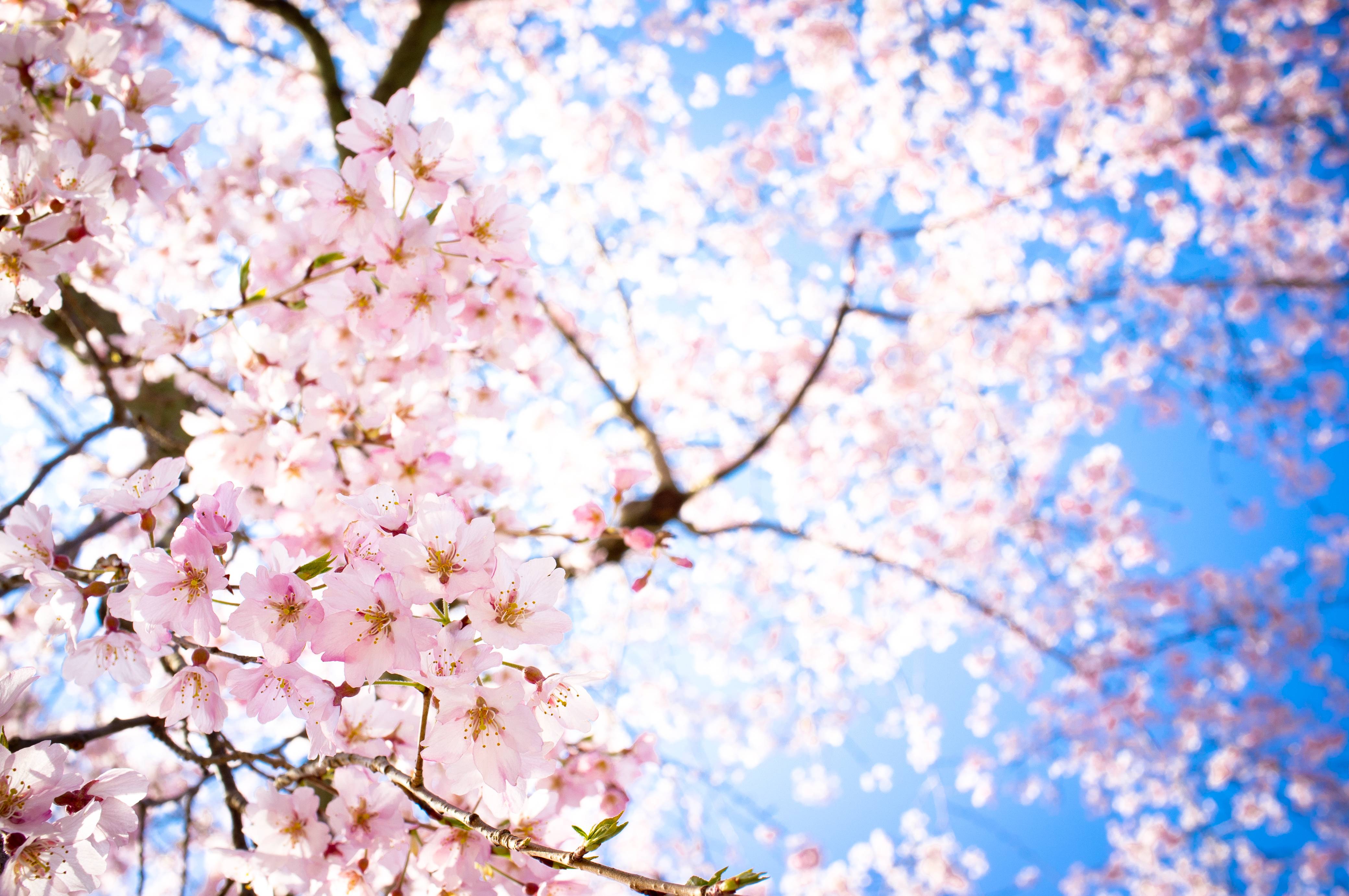 Bunga Sakura Wallpapers Top Free Bunga Sakura Backgrounds Bunga Sakura Wallpapers Top Free Bunga Sakura Backgrounds