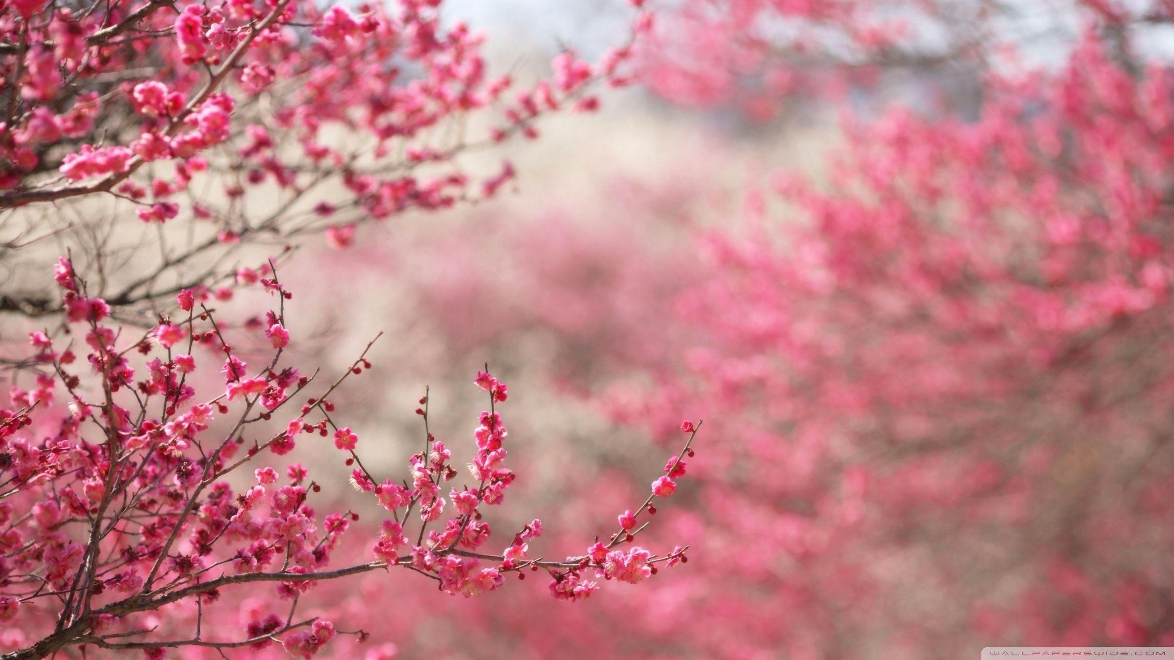 2400x1350 Sakura Wallpaper Widescreen YUF9