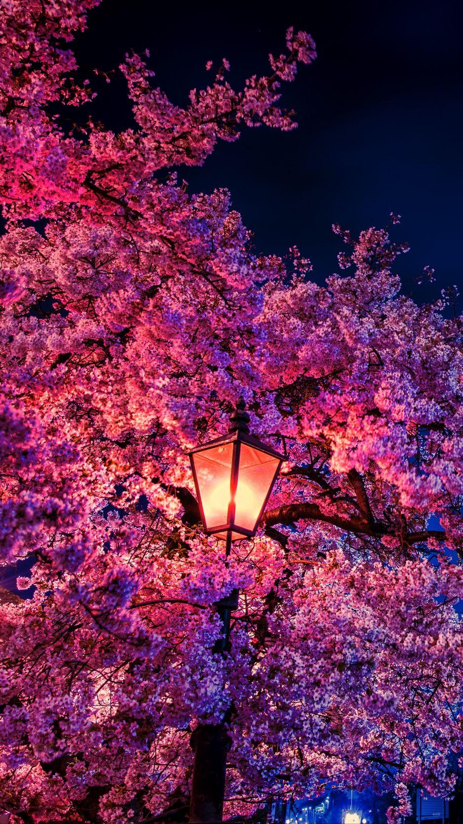 938x1668 Download wallpaper 938x1668 sakura, flowers, lantern, blooms