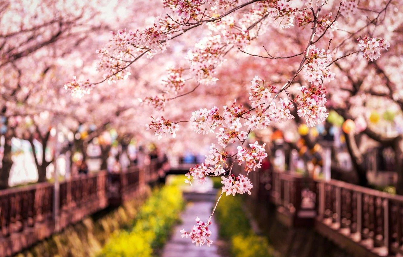 1332x850 Wallpaper branches, spring, Japan, Sakura image for desktop, section природа