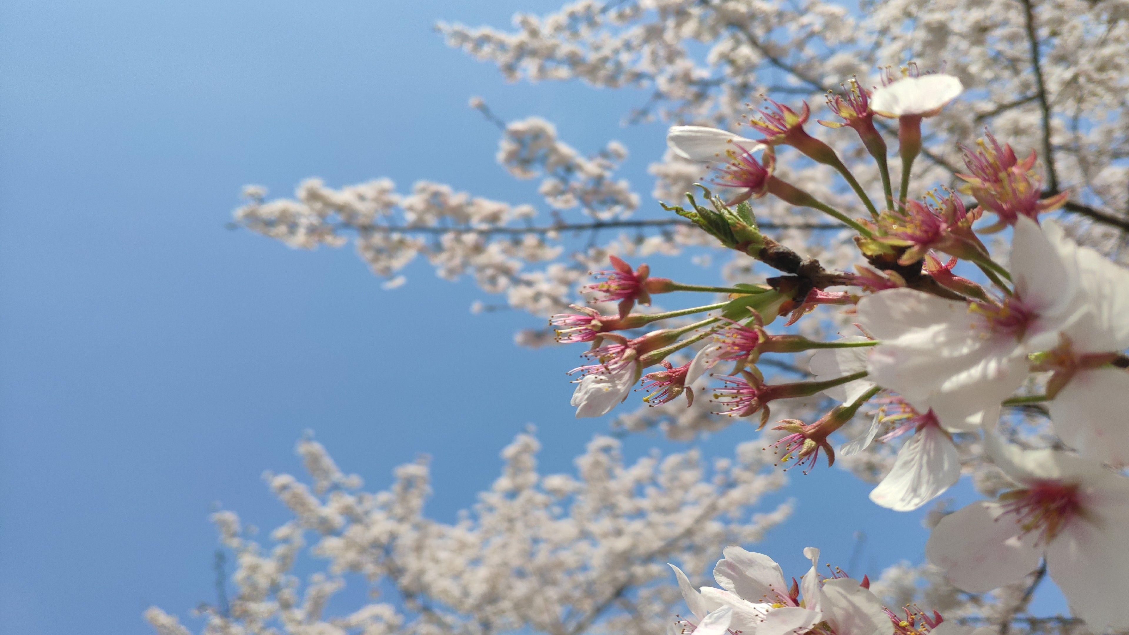 3840x2160 sakura 4K wallpaper for your desktop or mobile screen free