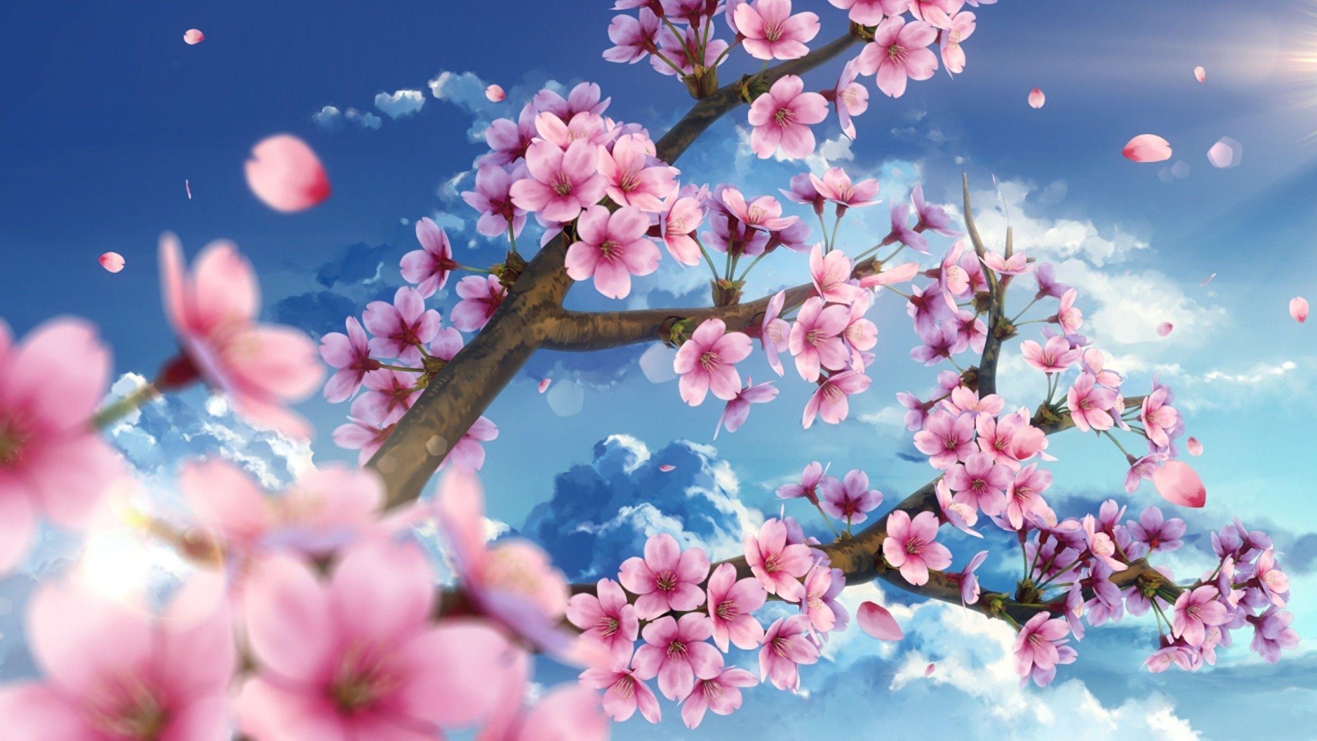 Anime Cherry Blossom Wallpaper 4k ~ Blossom Cherry Wallpaper Japanese ...