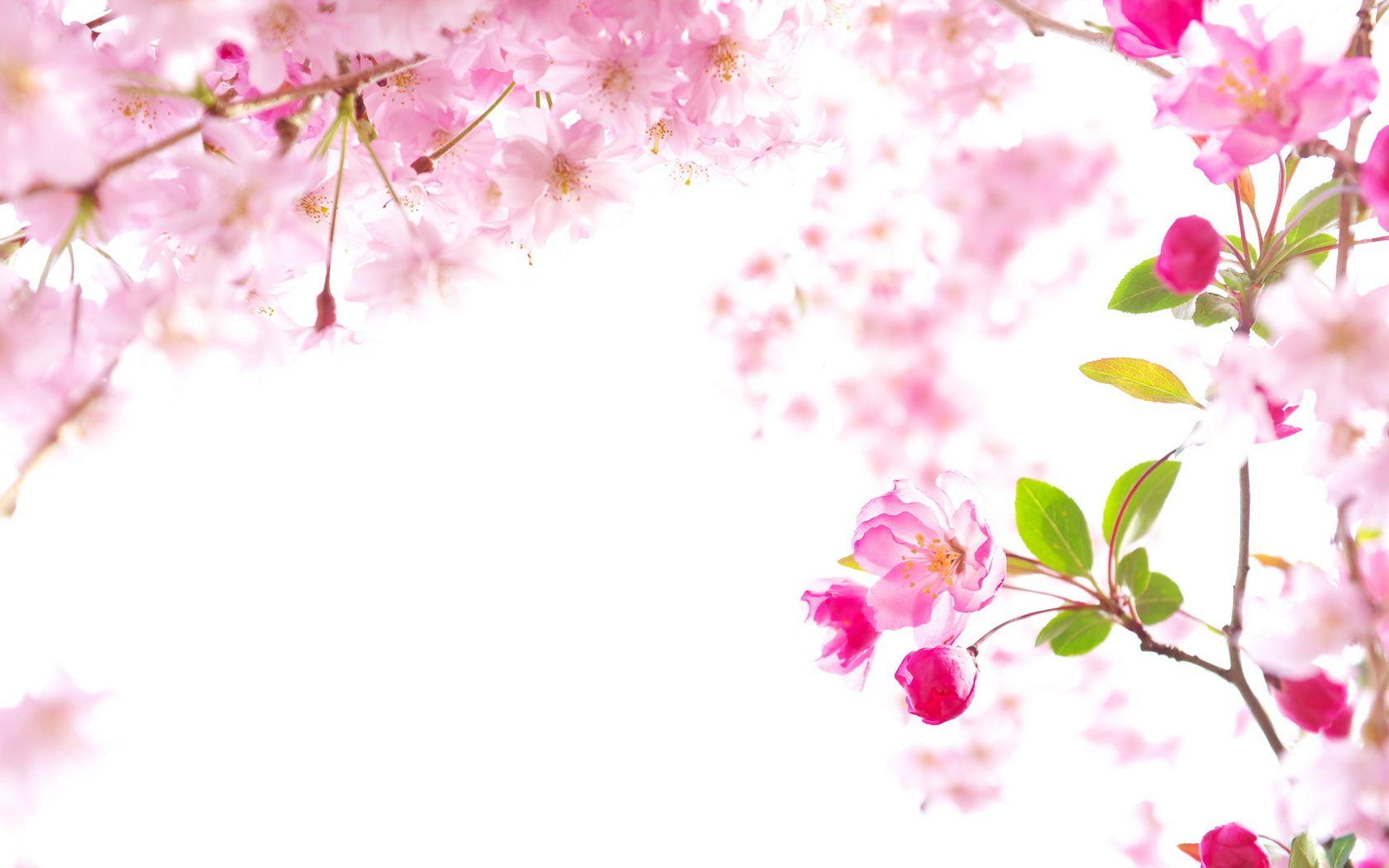 1680x1050 Free download sakura wallpaper HD [1680x1050]