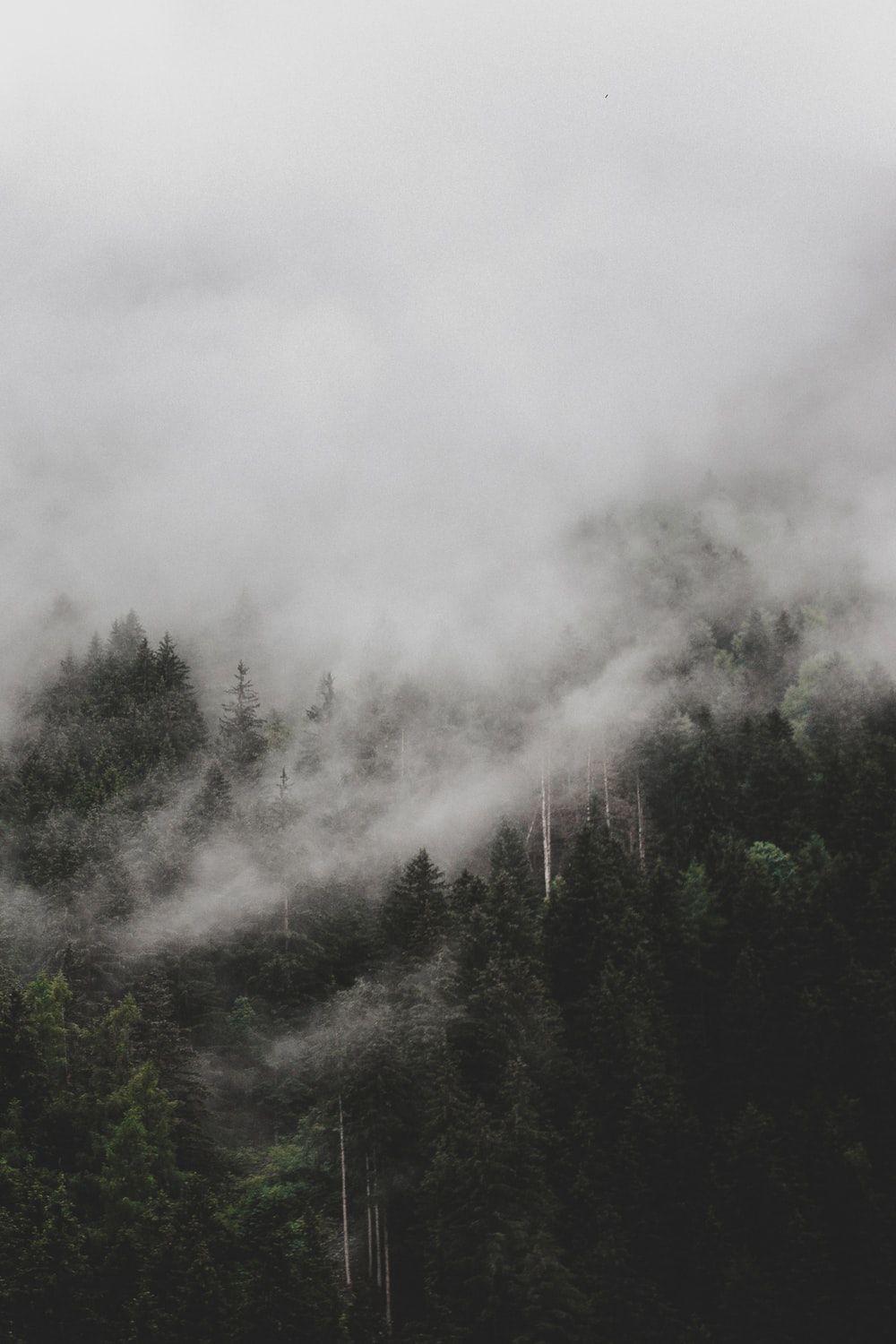 1000x1500 Foggy Picture. Download Free Image