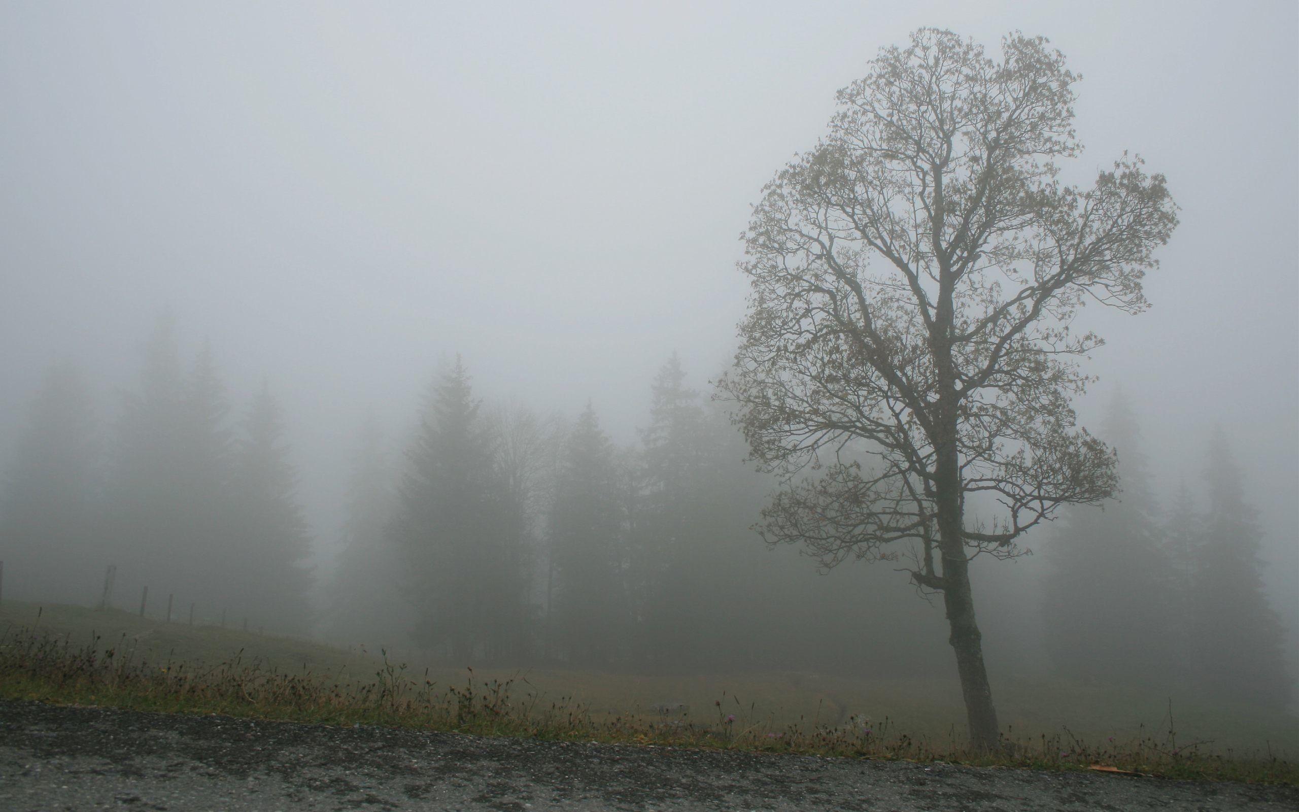 Foggy Wallpapers Top Free Foggy Backgrounds WallpaperAccess