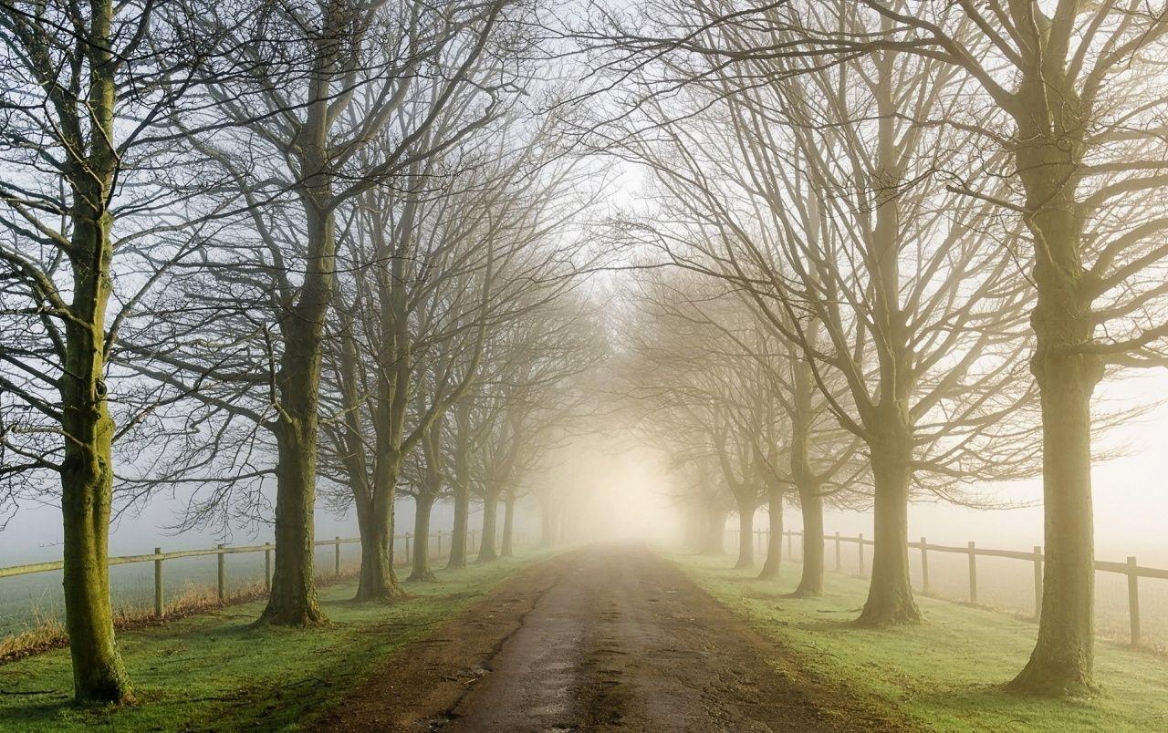1280x804 Pretty Bare Trees Road Foggy wallpaper. Pretty Bare Trees