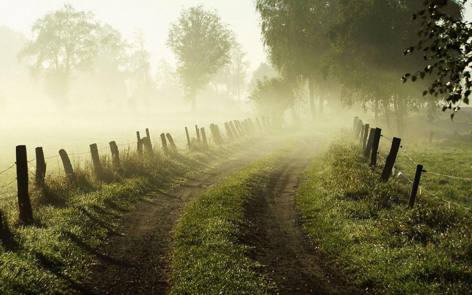 1600x1000 Spring Foggy Wallpaper