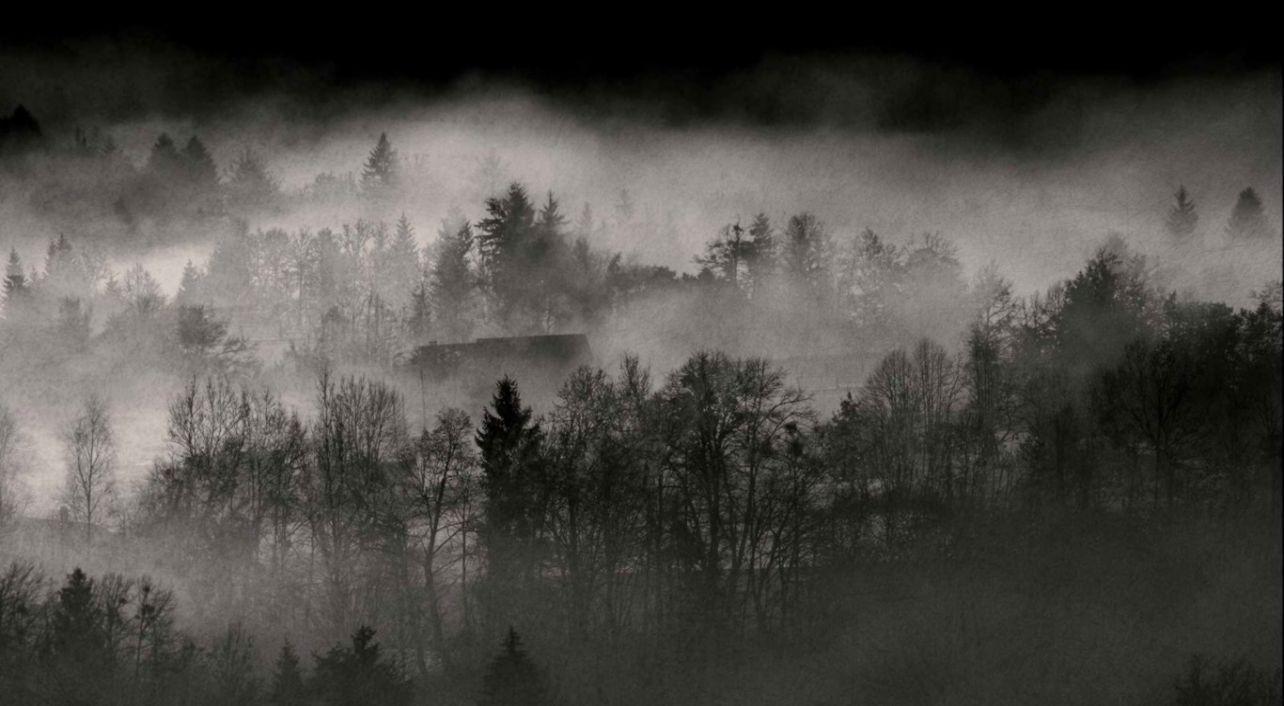 1284x706 Black And White Nature Trees Forests Fog Wallpaper