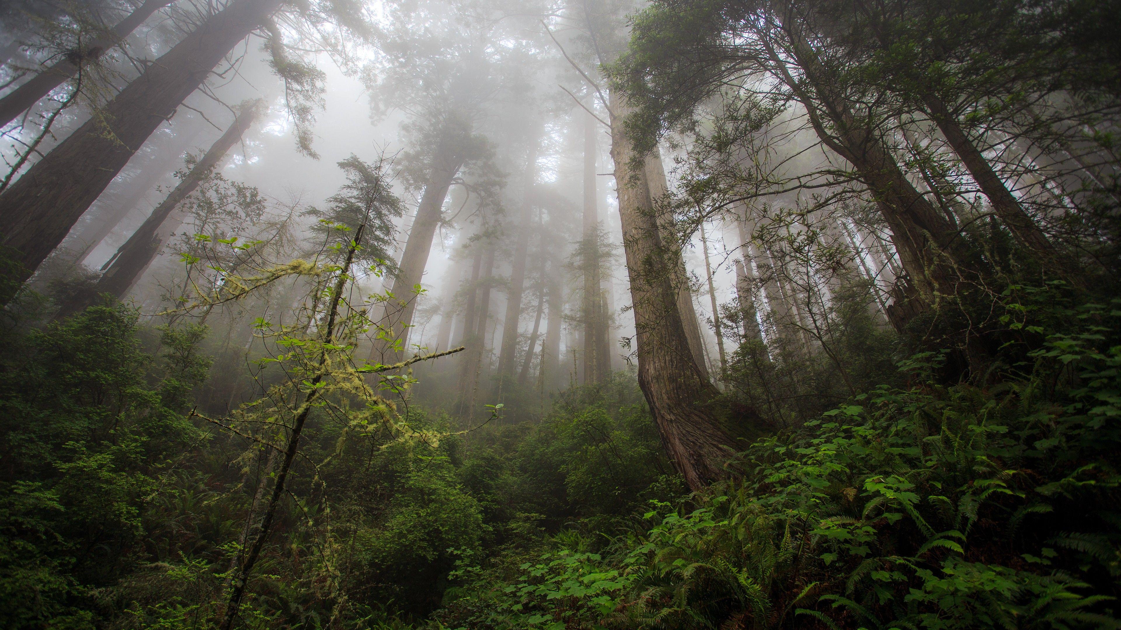 3840x2160 Wallpaper fog, 4k, HD wallpaper, forest, green, plants, Nature