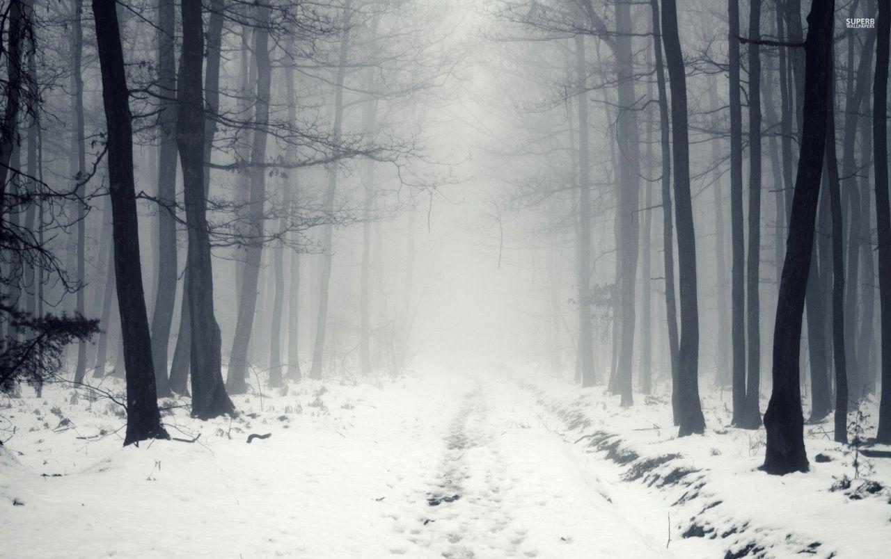 1280x804 White Path Black Trees Foggy wallpaper. White Path Black