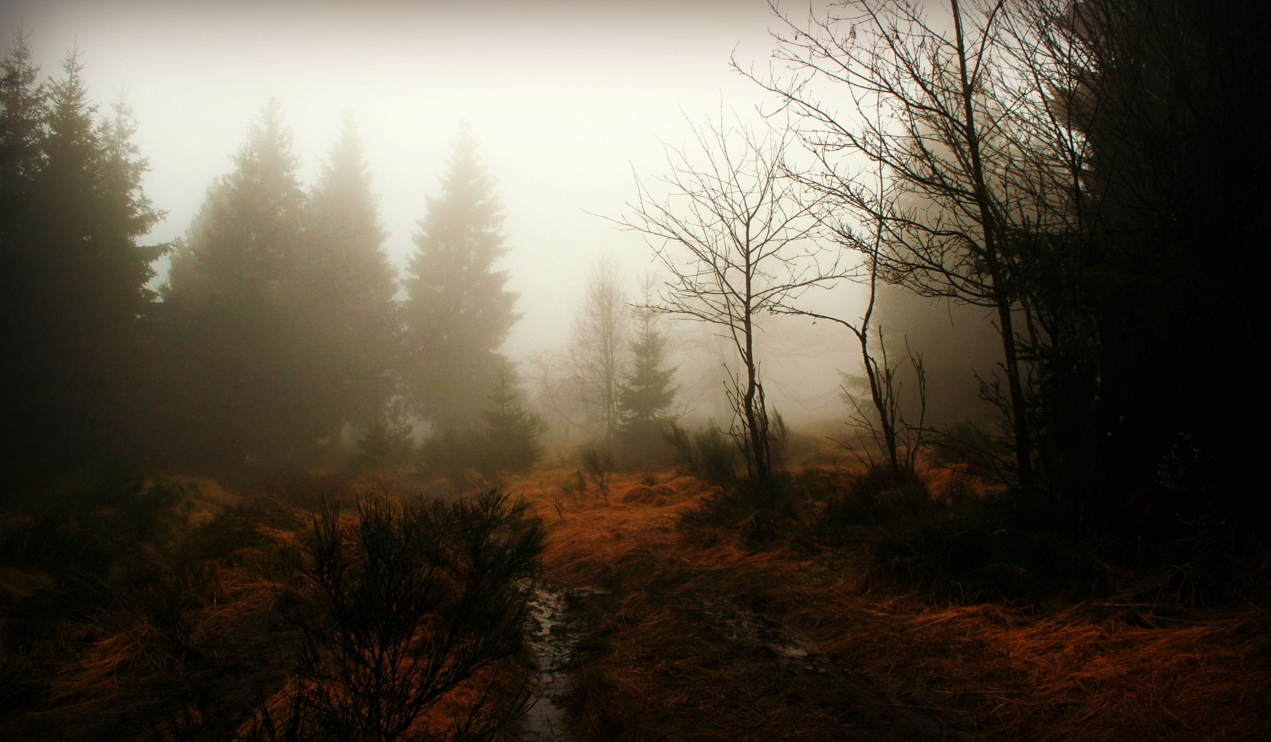 2560x1494 HD Forest Fog Autumn Wallpaper