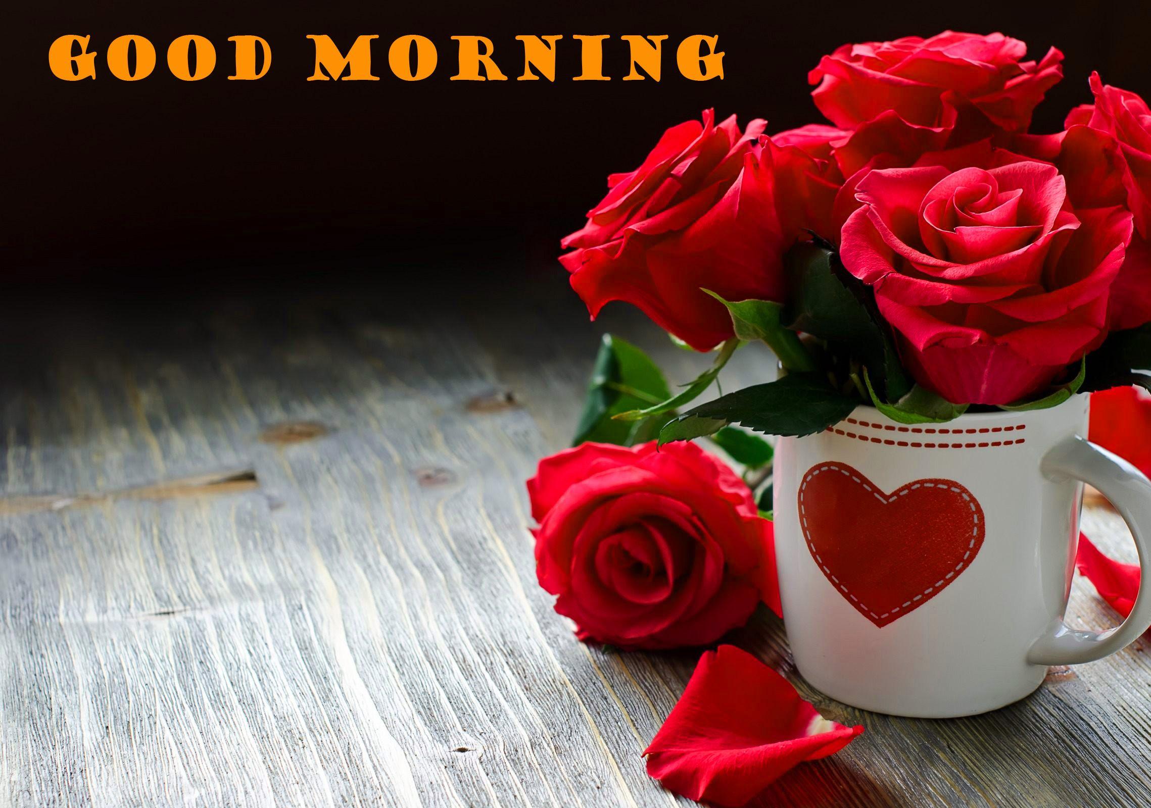 2278x1600 Good Morning Red Rose Wallpaper Picture HD Download