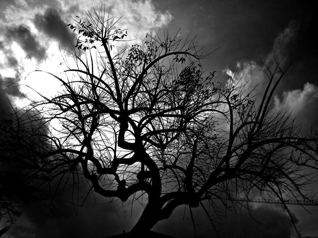 Black Tree Wallpapers Top Free Black Tree Backgrounds WallpaperAccess