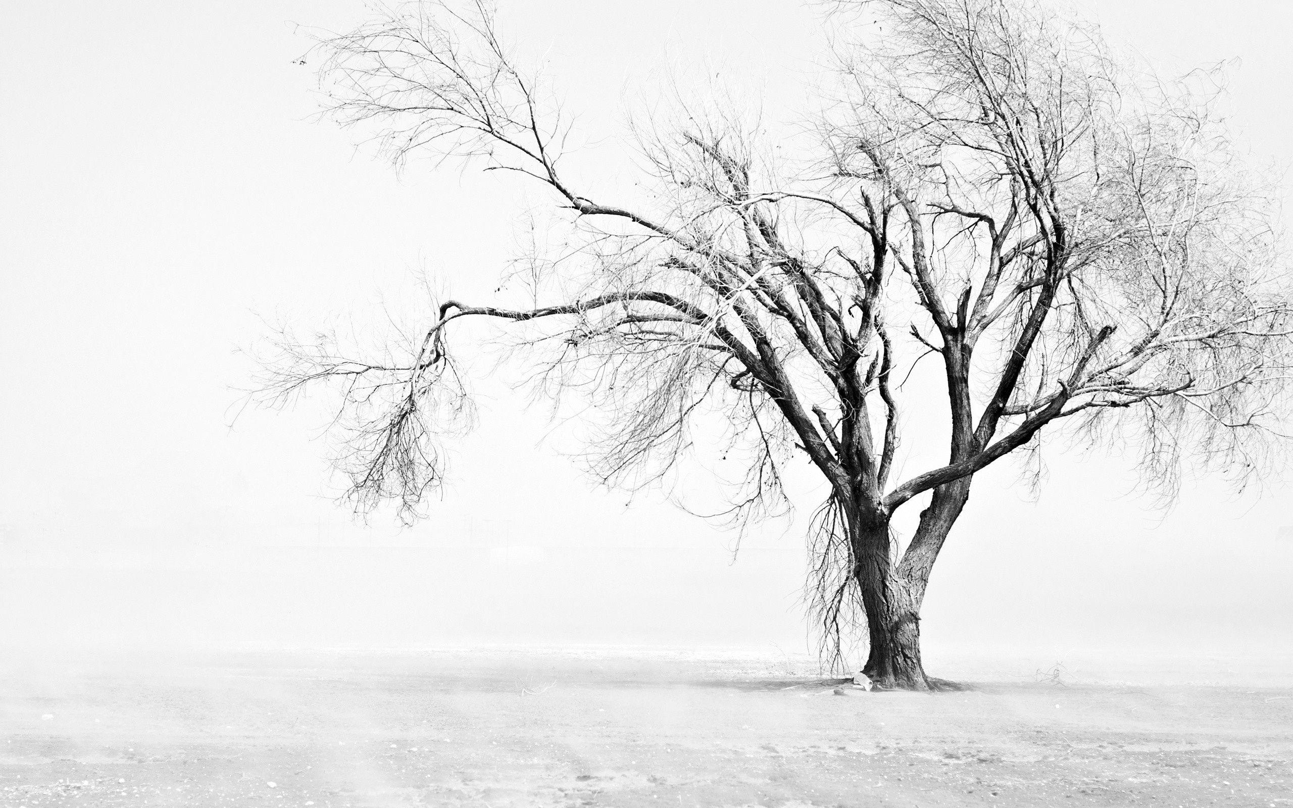 2560x1600 Tree Wallpaper Black And White