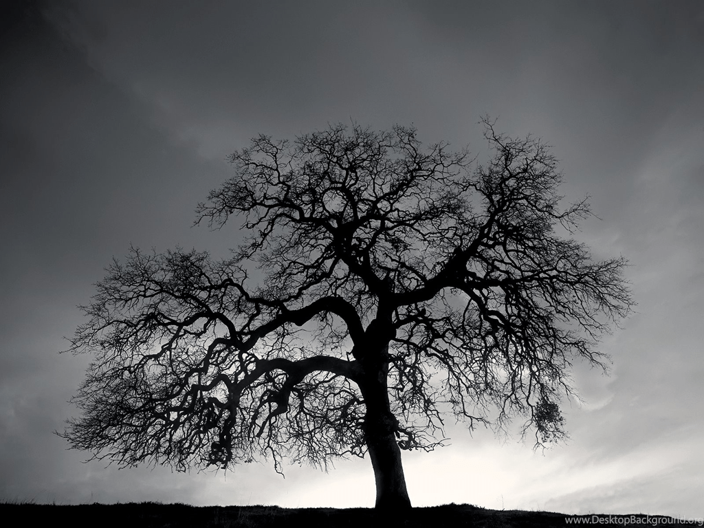 Black Tree Wallpapers Top Free Black Tree Backgrounds WallpaperAccess