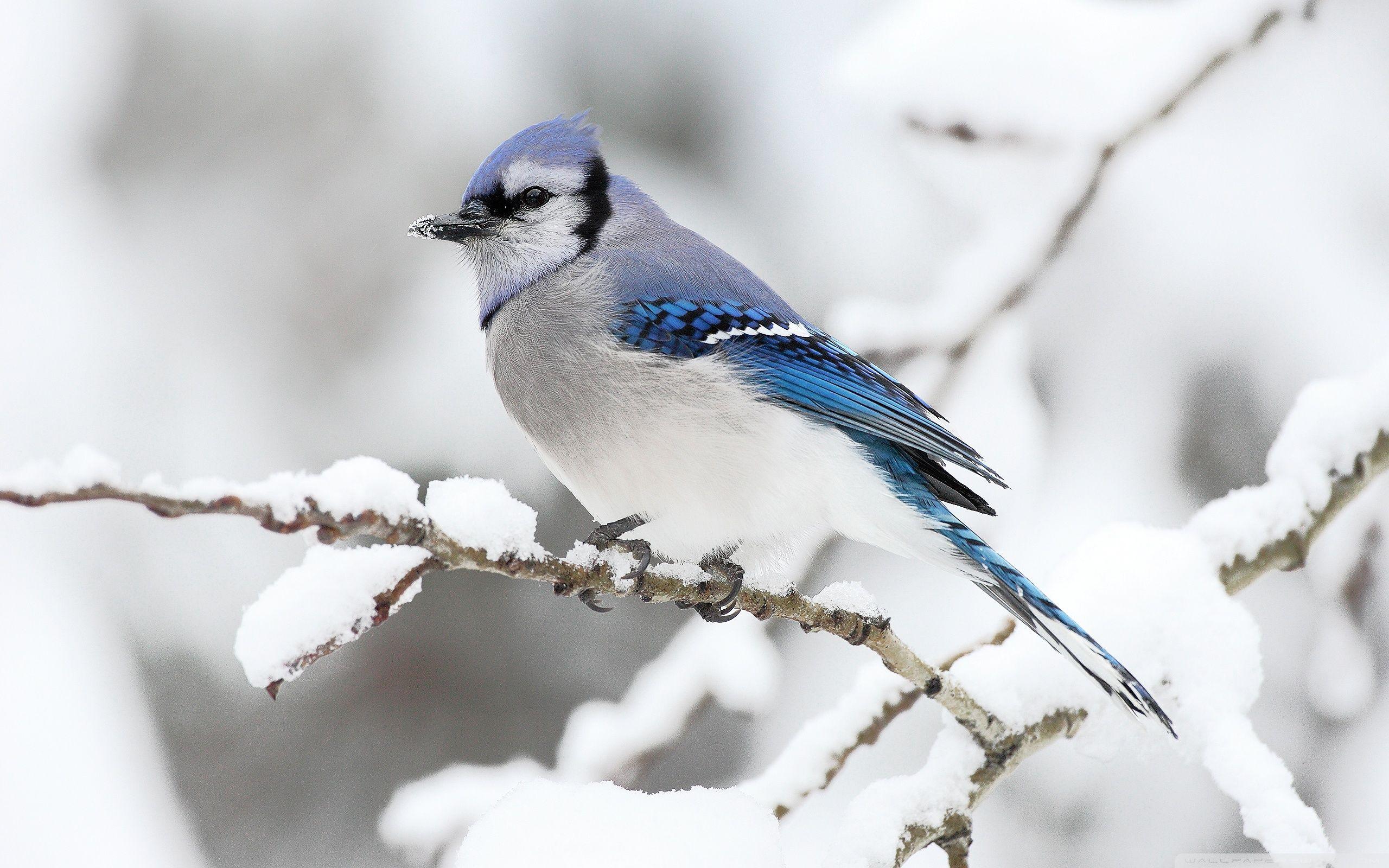 2560x1600 Beautiful Bird Winter ❤ 4K HD Desktop Wallpaper for 4K