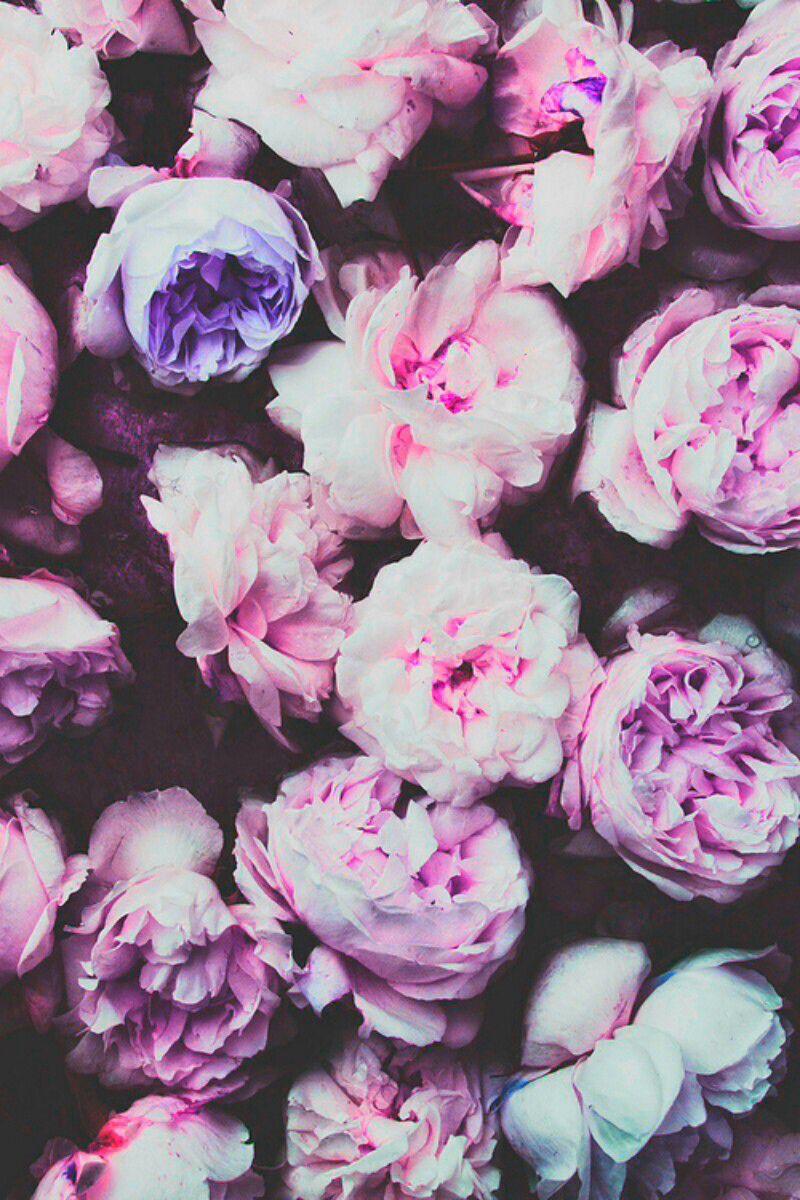 800x1200 flowers, hipster, indie, iphone wallpaper, nature, night