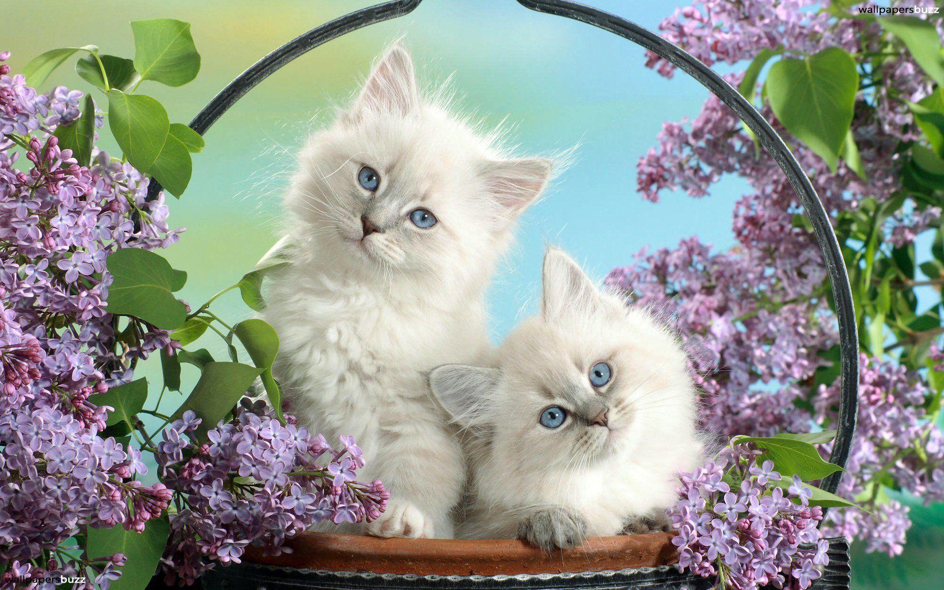 1920x1200 White kittens HD Wallpaper