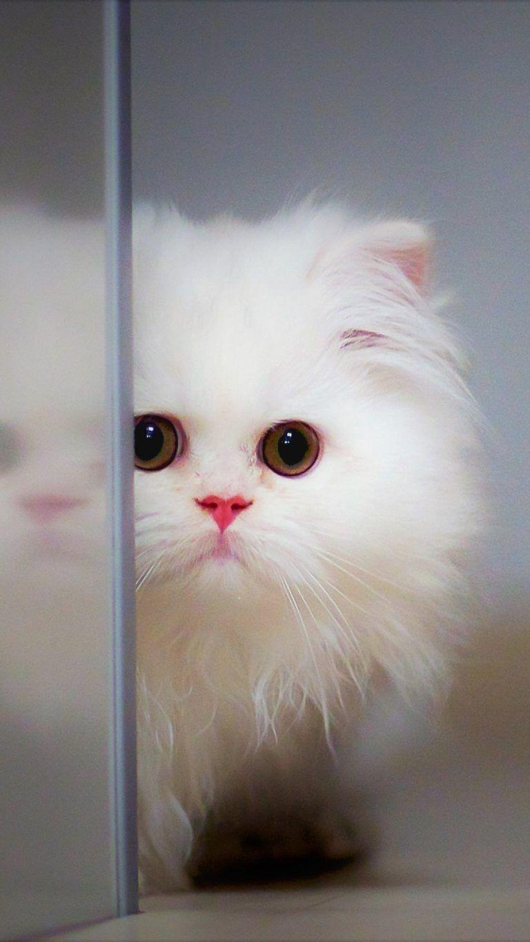 768x1365 Download Adorable Cute White Kitten Free Pure 4K Ultra HD