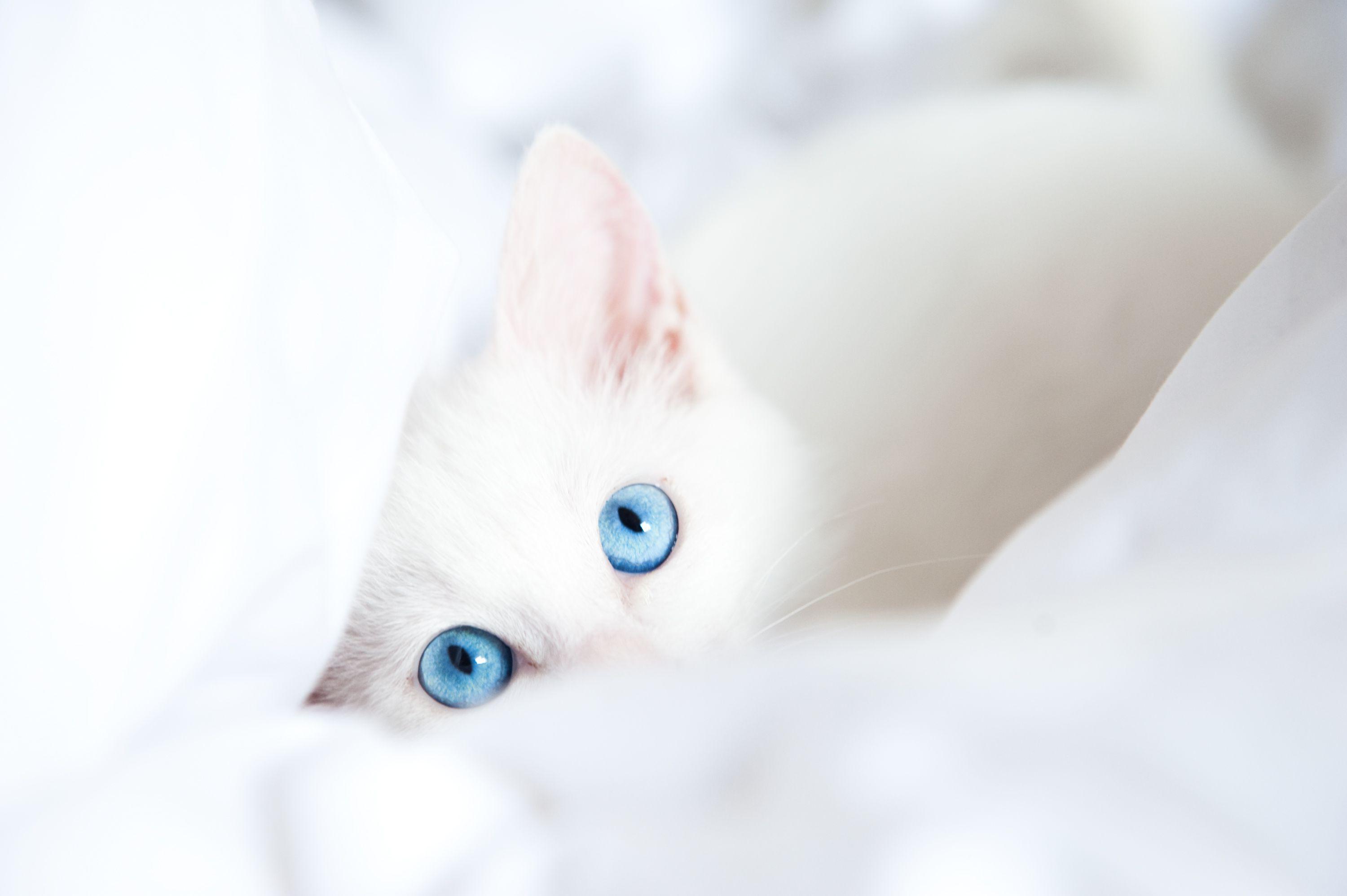 3000x1996 Cats Wallpaper White Kitten In White Blanket
