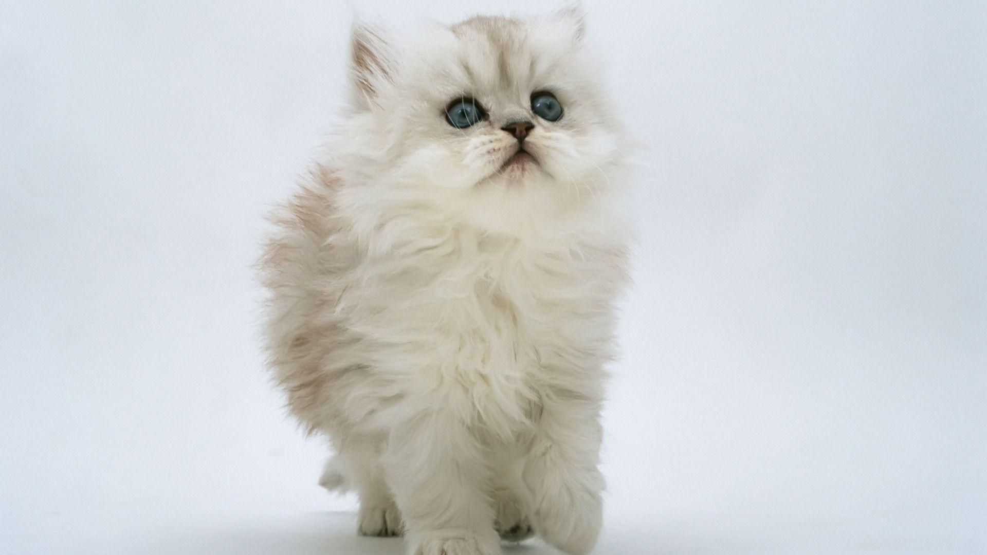 1920x1080 Fluffy White Kitten HD Wallpaperx1080