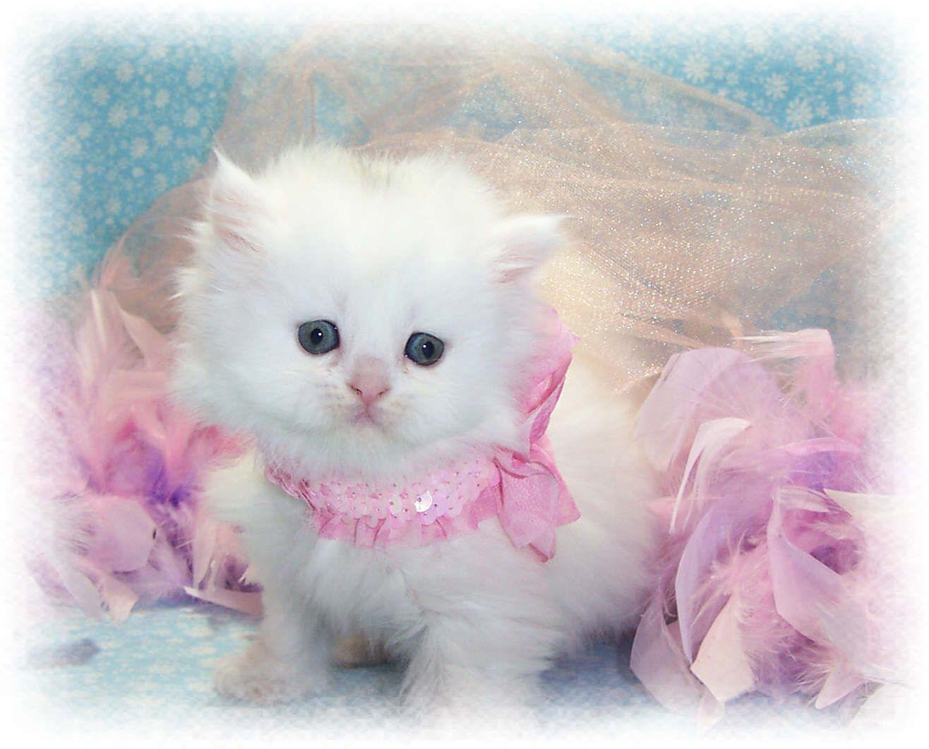 1316x1061 Tested White Cute Cats Image Smallest Kitten In The