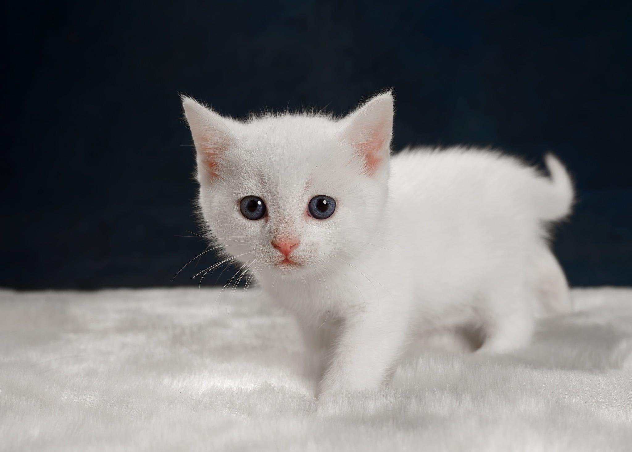 Chat Allie Felis Affinis John Edward Gray main image 1