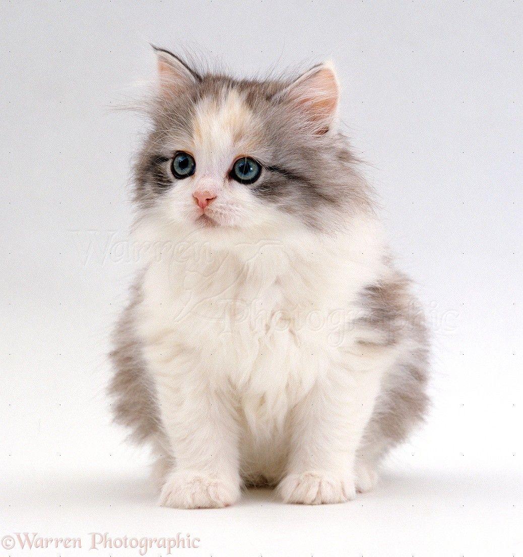 1038x1104 Cute Calico Fluffy Kitten Wallpaper at