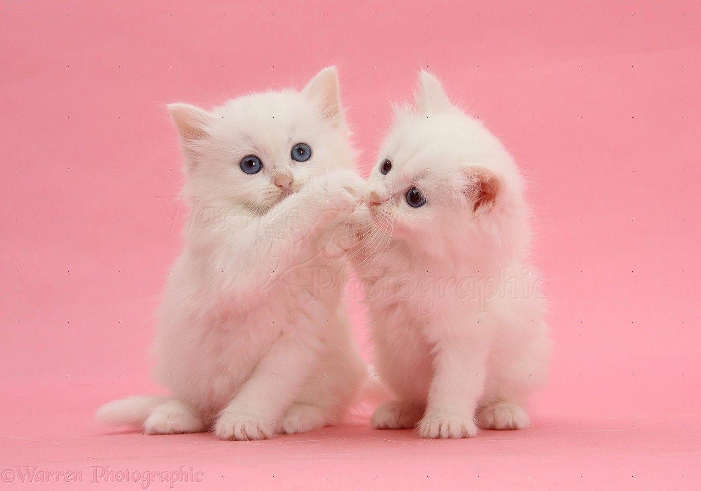1367x958 Two white kittens on pink background photo WP27070