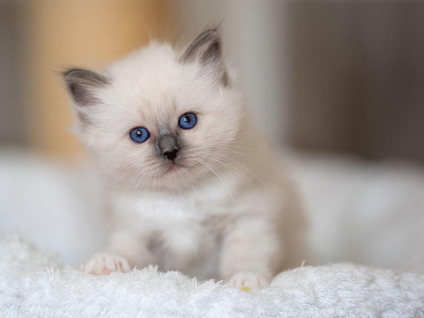 1363x1024 Wallpaper Kittens Cats Birman White Animals