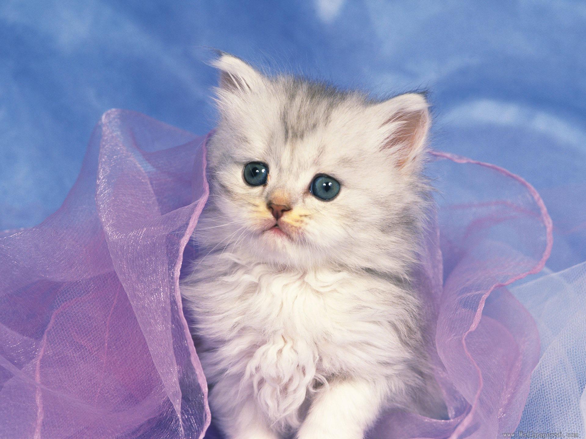 1920x1440 Cute Kittens Wallpaper Free Download Kitten Cute Cat