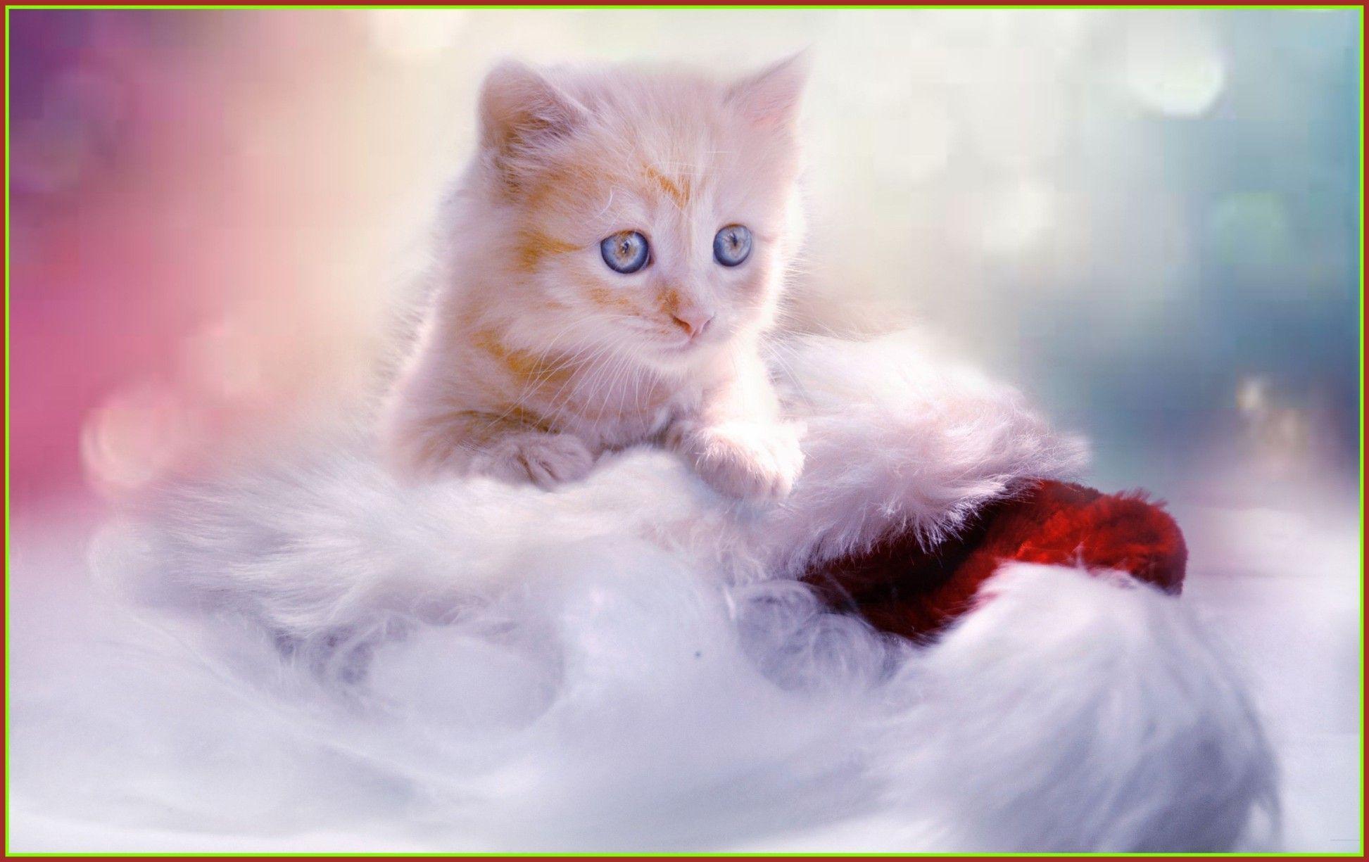 White Kittens Wallpapers Top Free White Kittens Backgrounds