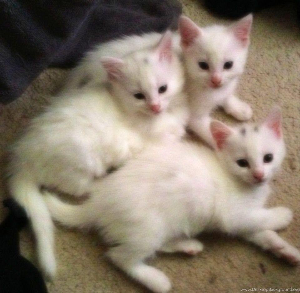 960x937 Picture Of White Kittens Wallpaper Picture Desktop Background