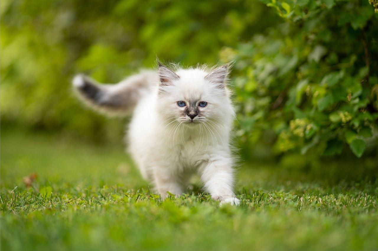 1280x849 Picture Kittens cat Birman White Grass Animals