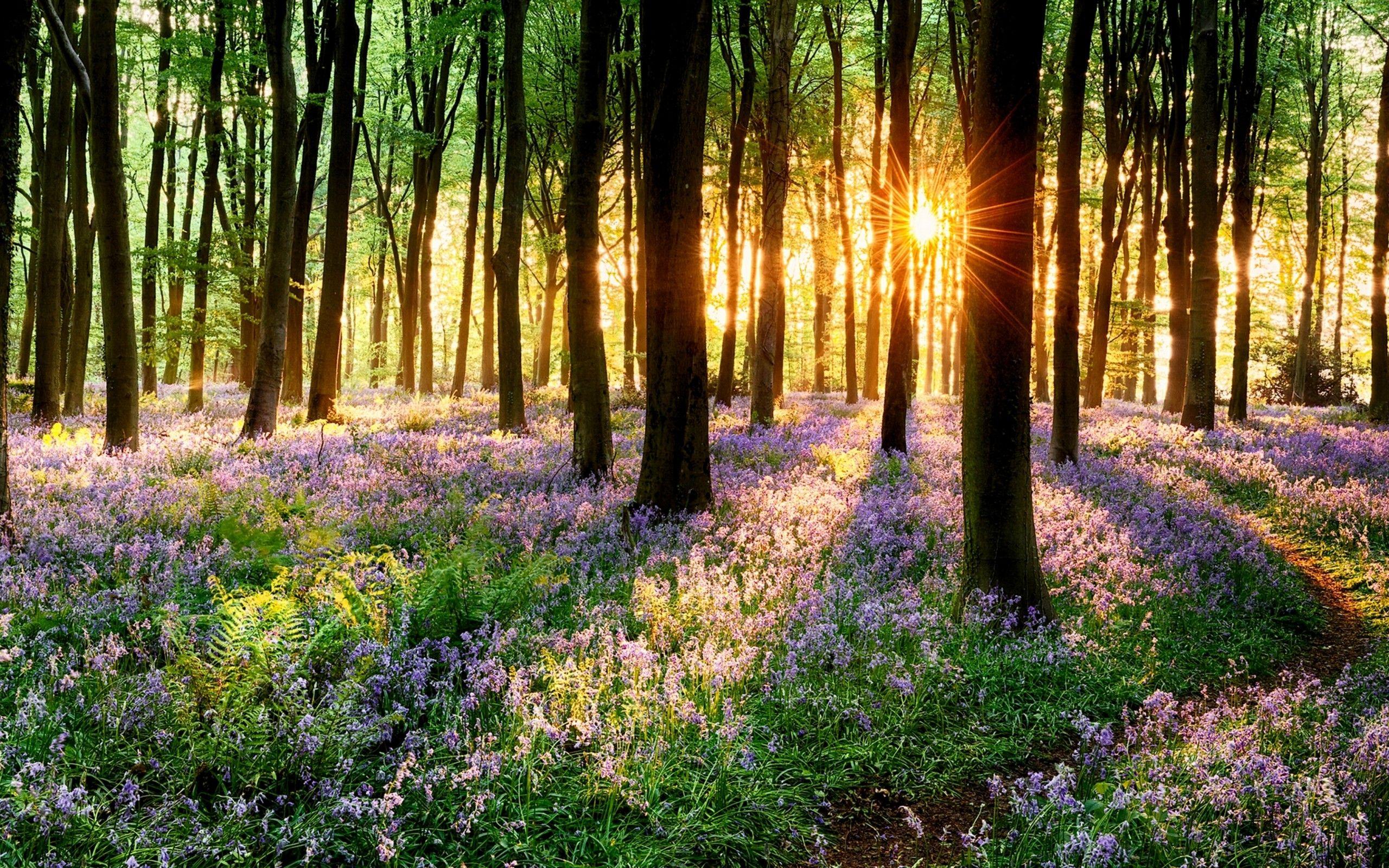 Beautiful Spring Wallpaper 4K APK for Android Download