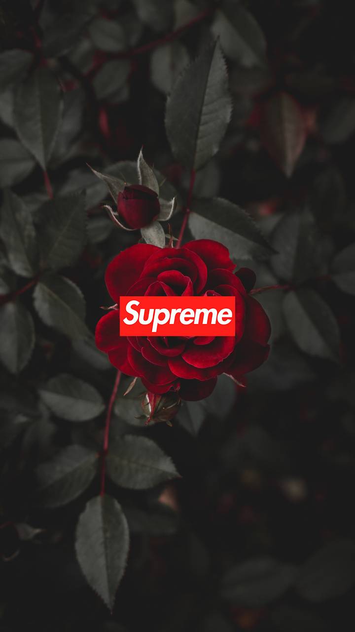 720x1280 Supreme Flower Wallpaper