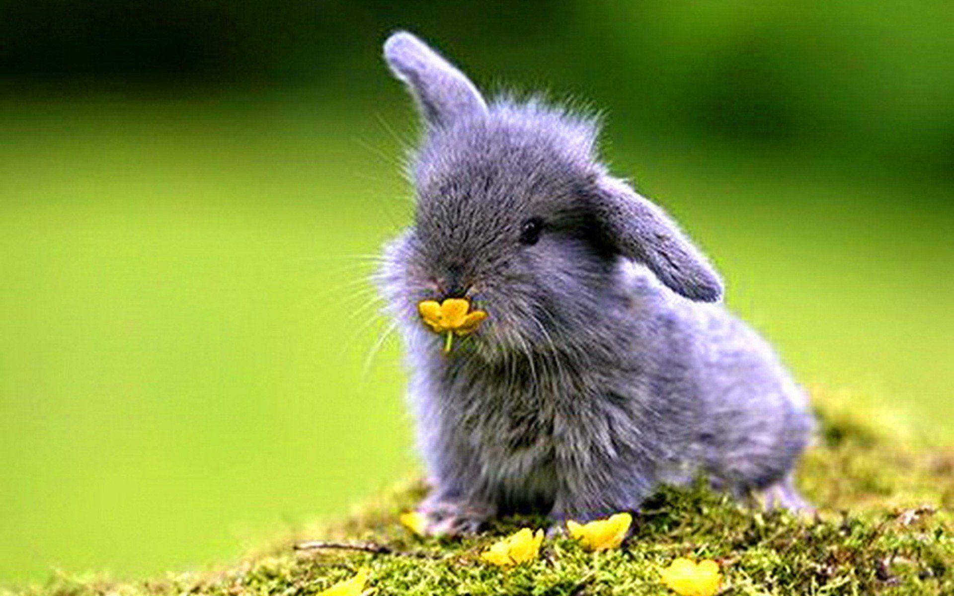 1920x1200 Baby Bunny Wallpaper