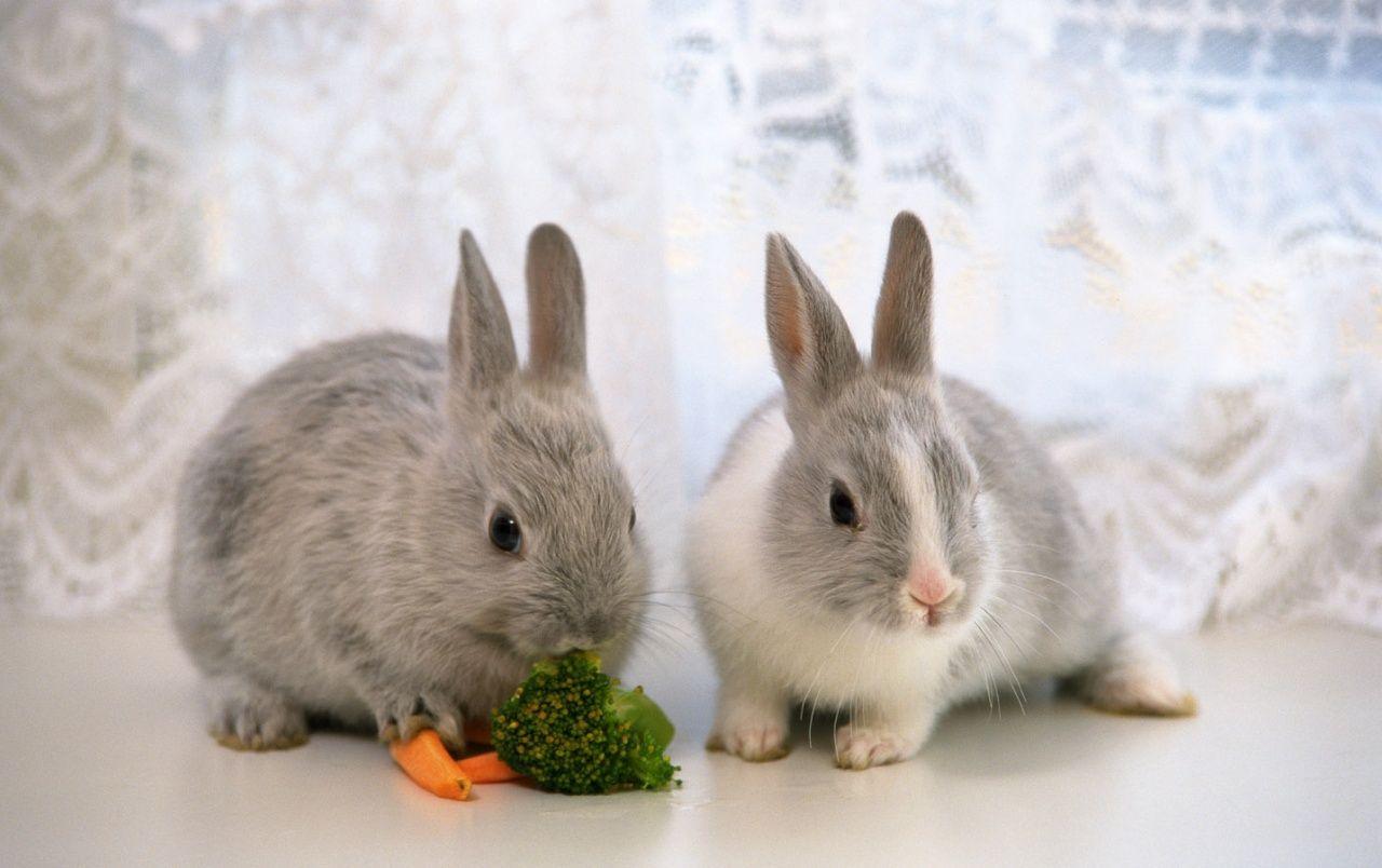 1280x804 cute bunnies wallpaper. cute bunnies