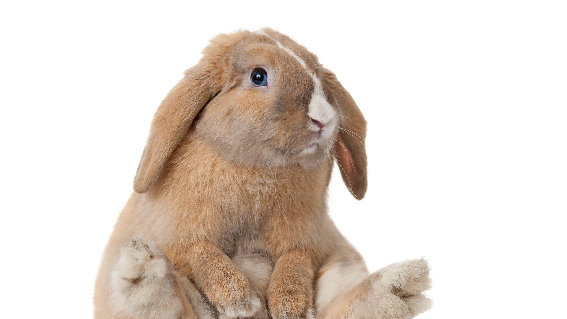 1920x1080 of The Most Adorable Bunnies Wallpaper : High Definition, High Resolution HD Wallpaper