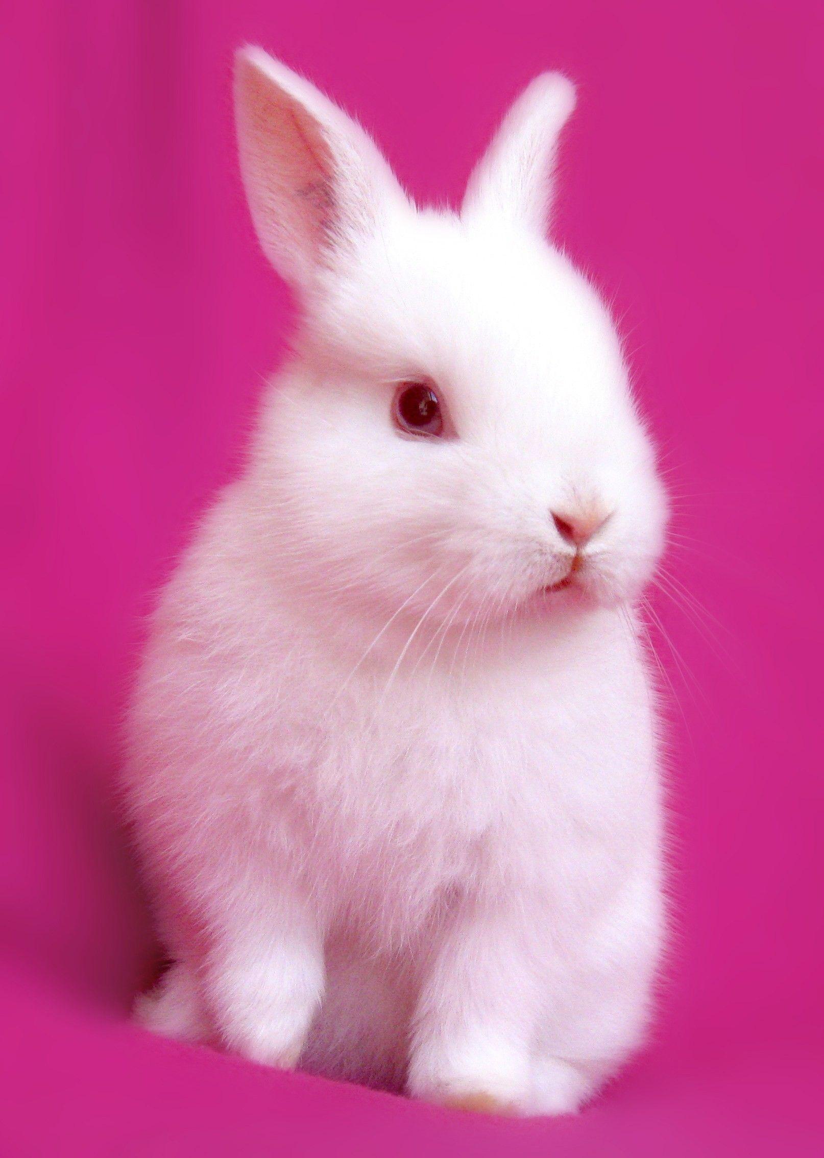 1614x2268 Baby Bunnies Wallpaper