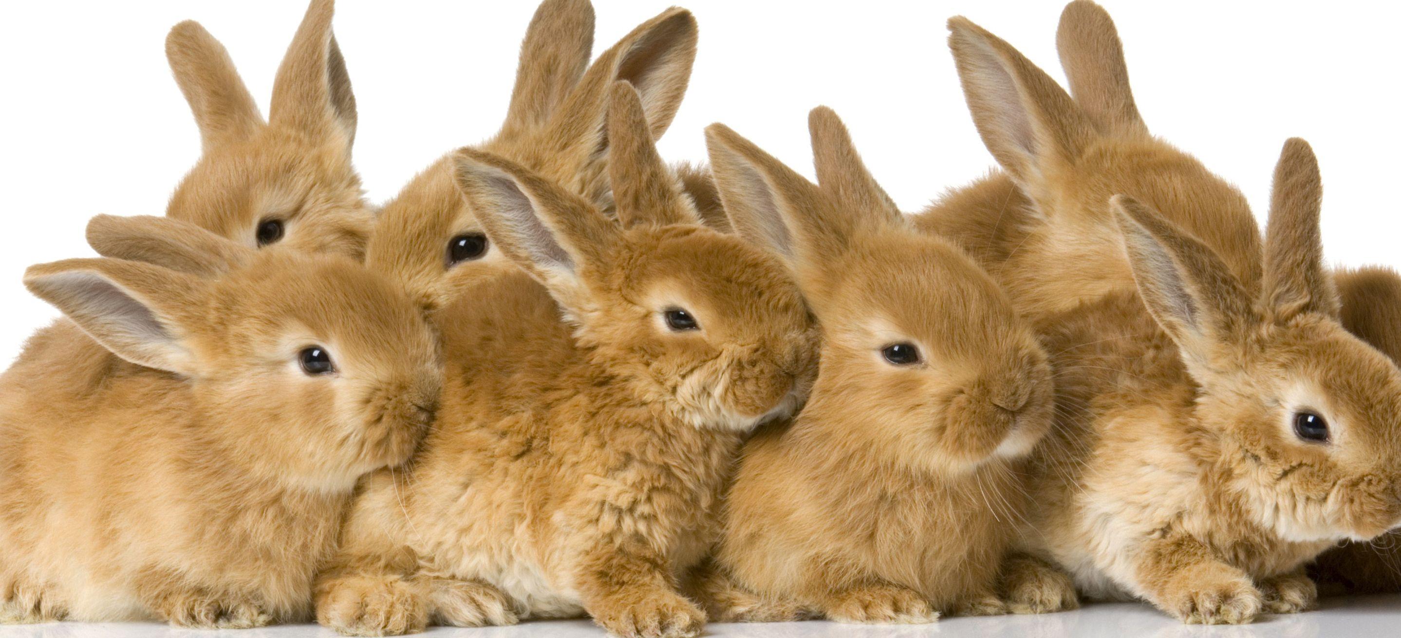2877x1312 Free Cute Bunny Wallpaper « Of Cute Rabbits, HD
