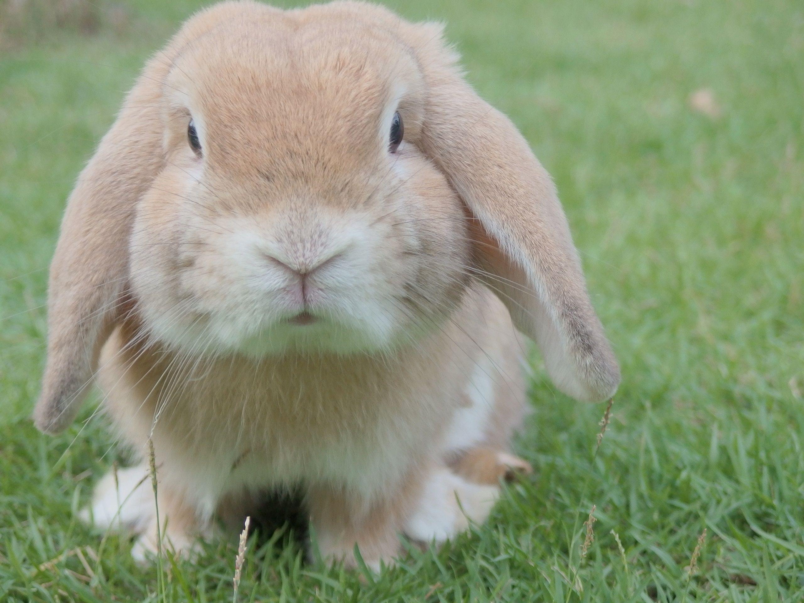 2560x1920 Cute Bunnies HD Wallpaper