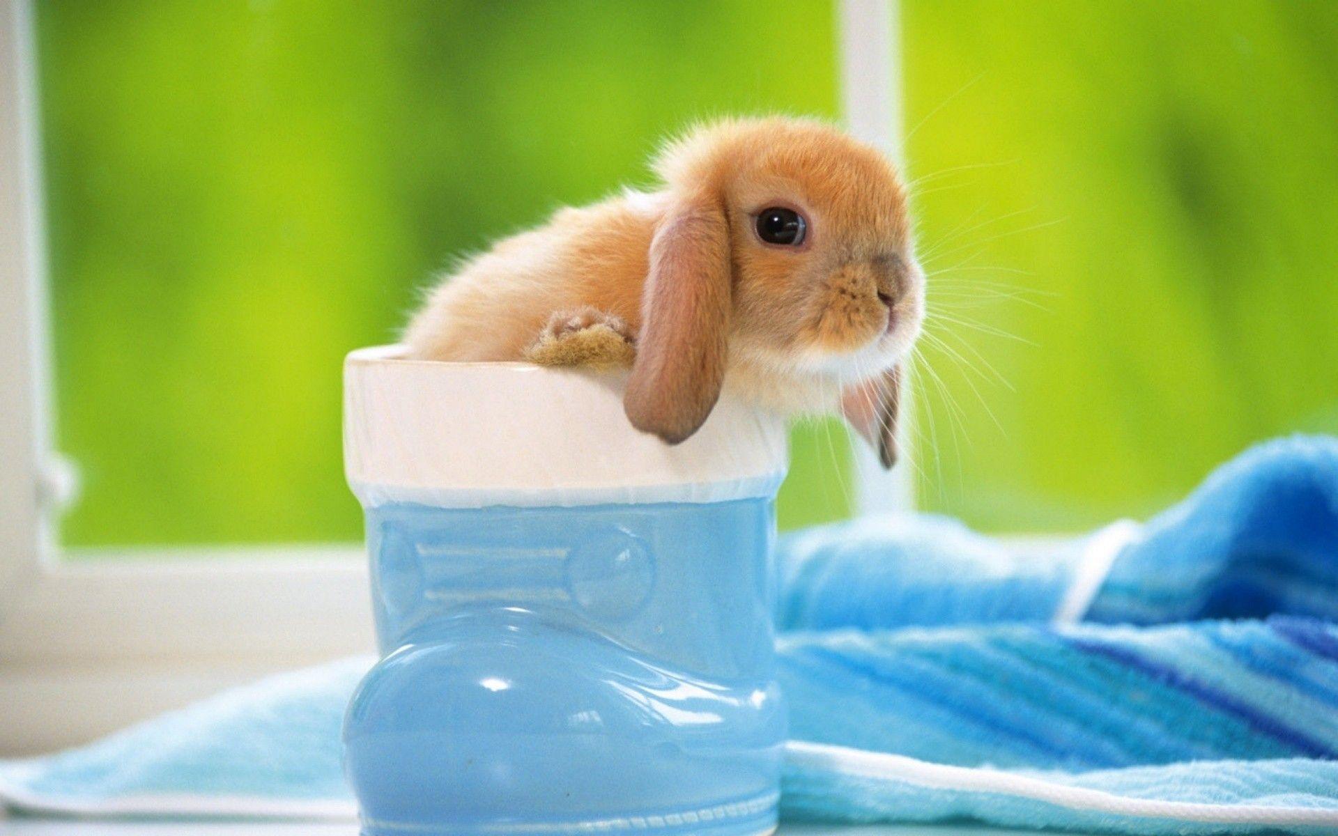 1920x1200 animals, bunnies wallpaper