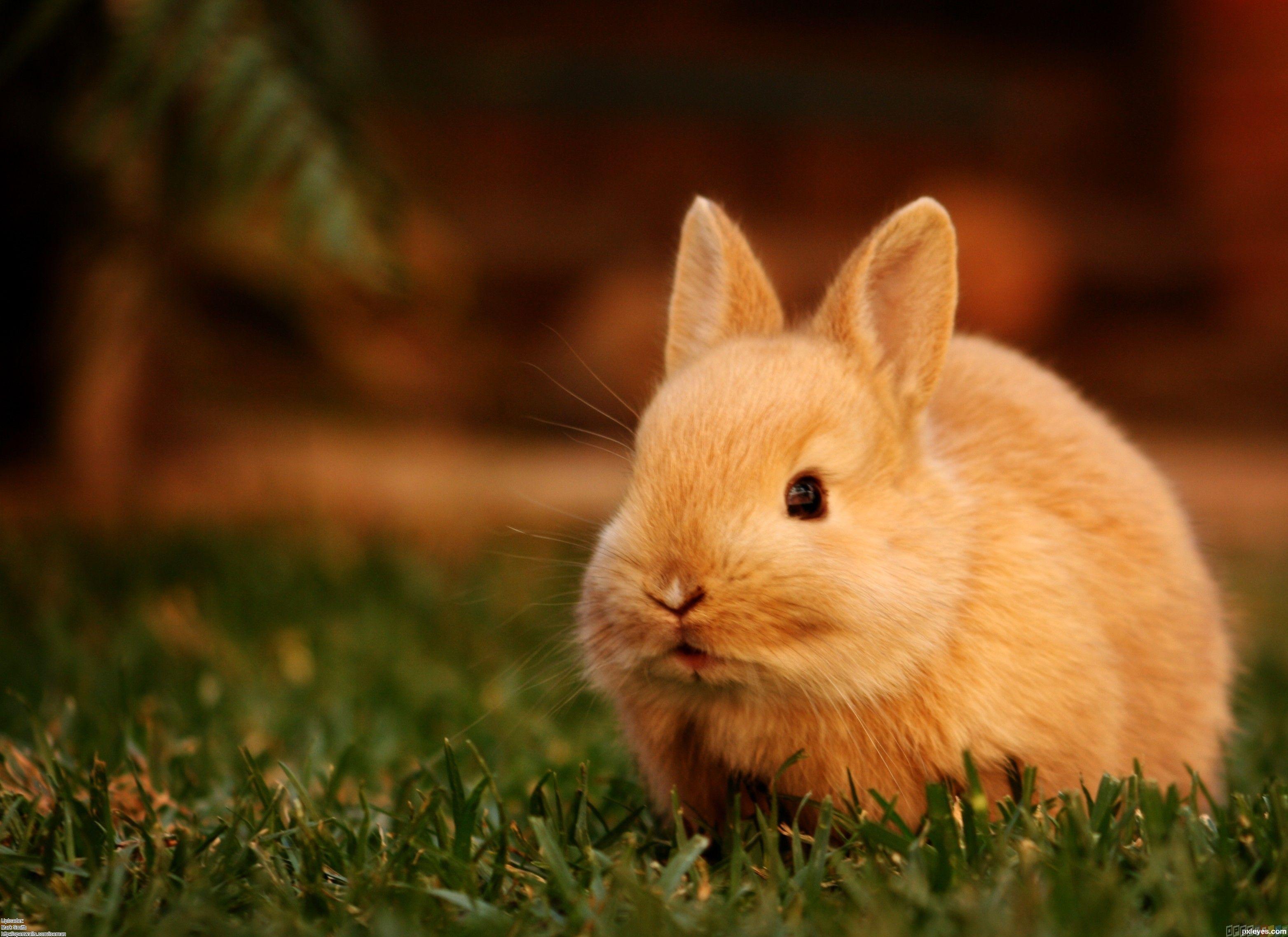 3126x2274 Cute Bunny Wallpaper