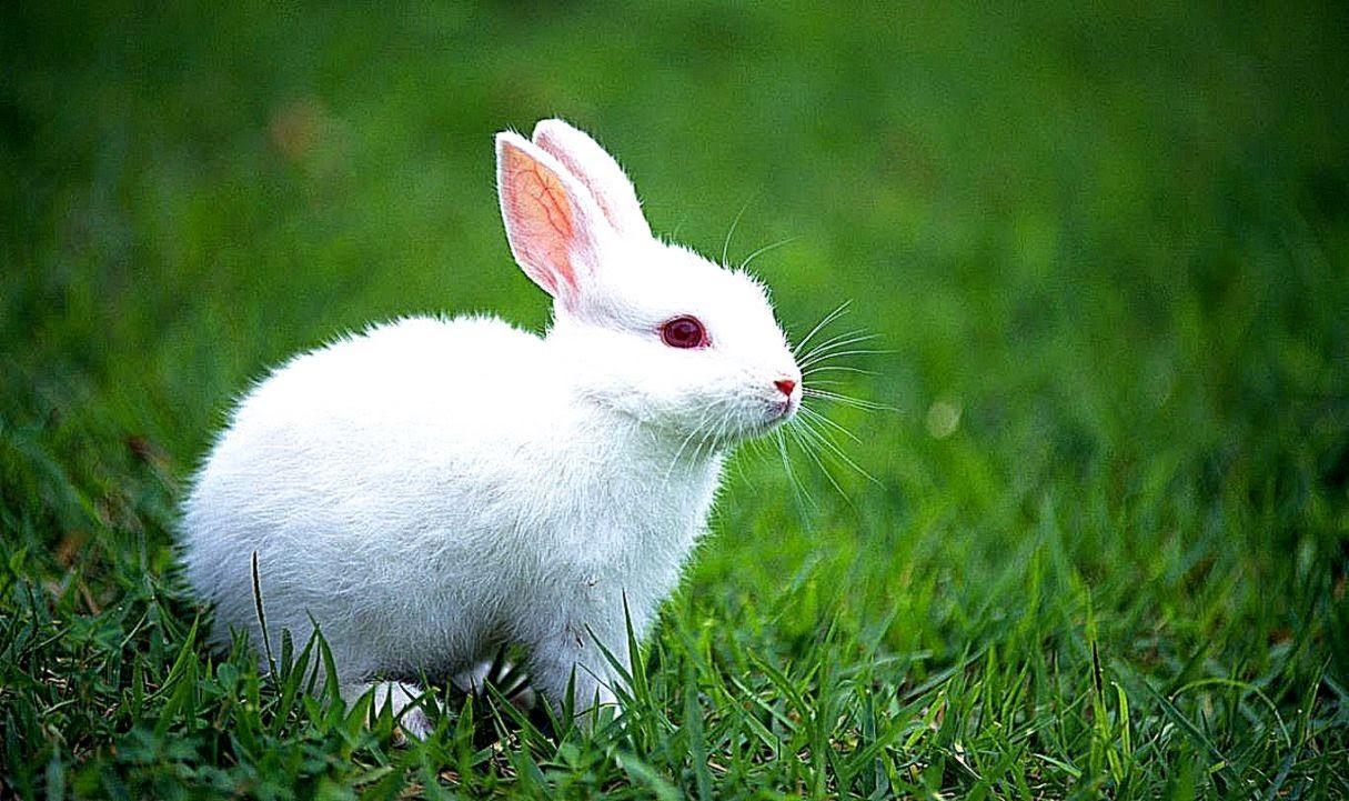 1215x721 Full HD Wallpaper Free Download. Cute baby bunnies, Rabbit