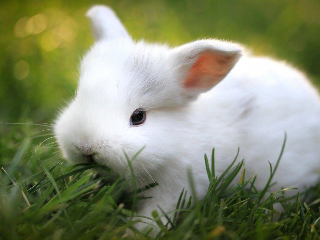 1024x768 4K Rabbits Wallpaper High Quality