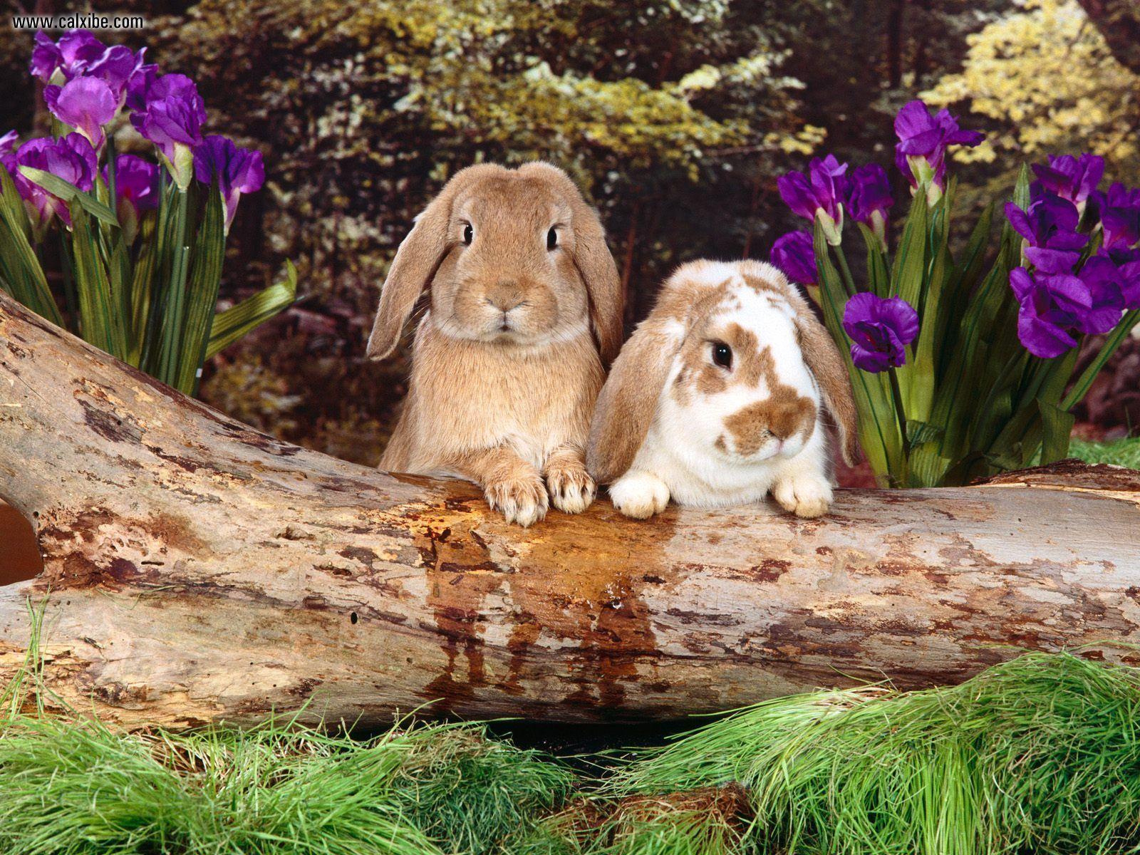 1600x1200 cute bunnies Wallpaper and Background Imagex1200
