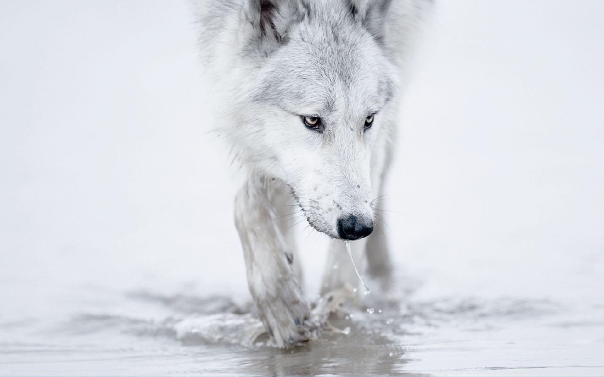 1920x1200 Snow Wolf Wallpaper