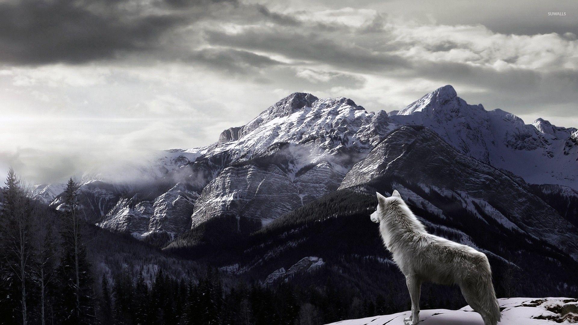 1920x1080 Wolf Wallpaper 1920X1080 background picture