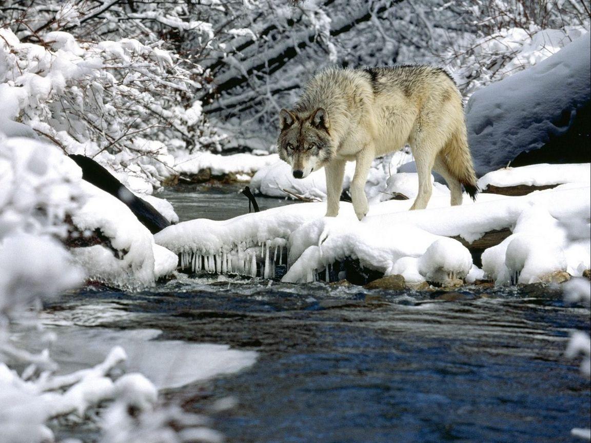 1152x864 Download wallpaper 1152x864 water, river, snow, spring, wolf